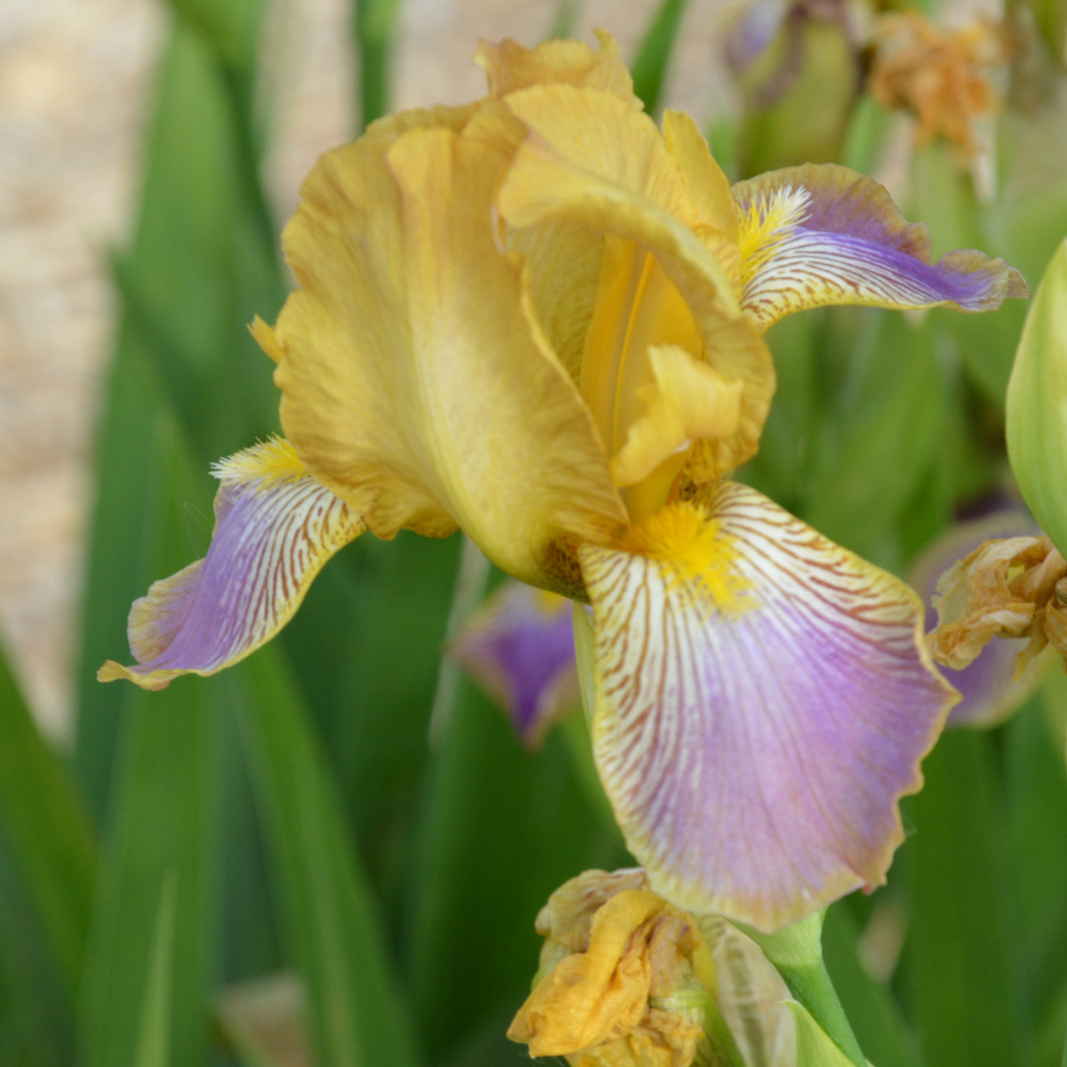 Iris Miniature Tall Bearded-H. 'Aux Aguets'<span>Bartiris</span>
