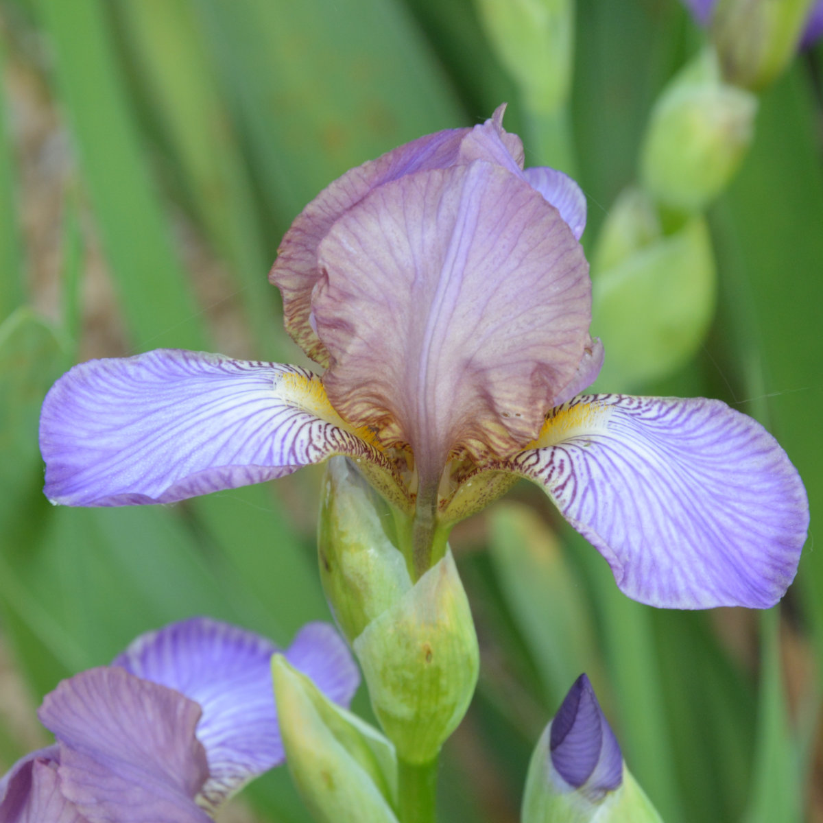 Iris Miniature Tall Bearded-H. 'Bangles'<span>Bartiris</span>