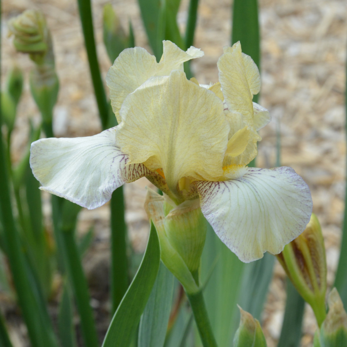 Iris Miniature Tall Bearded-H. 'Bockingford'<span>Bartiris</span>