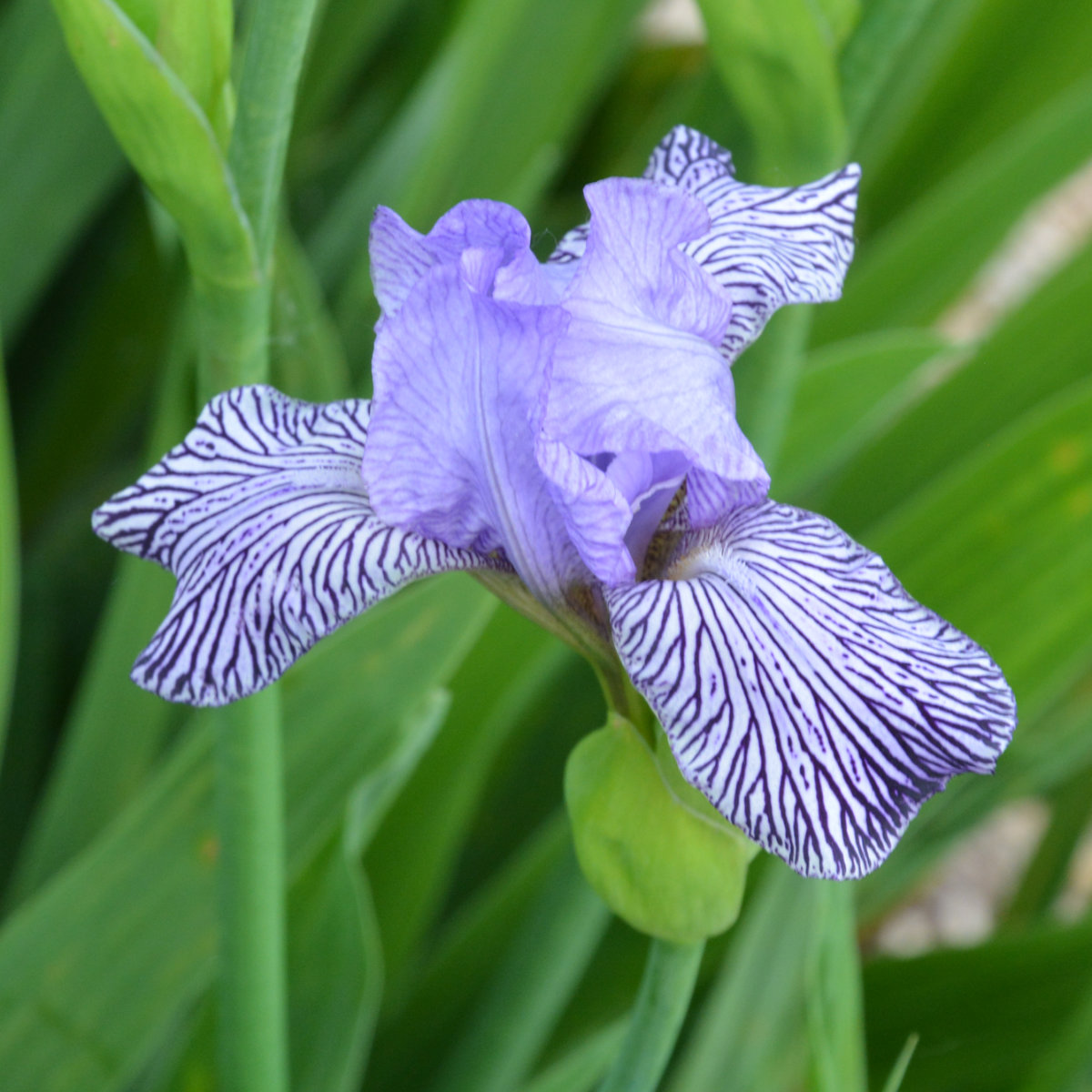 Iris Miniature Tall Bearded-H. 'Ciel Clair'<span>Bartiris</span>
