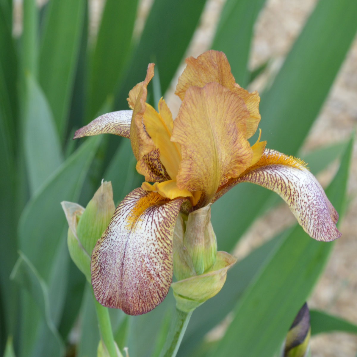 Iris Miniature Tall Bearded-H. 'Concord Cafe'<span>Bartiris</span>