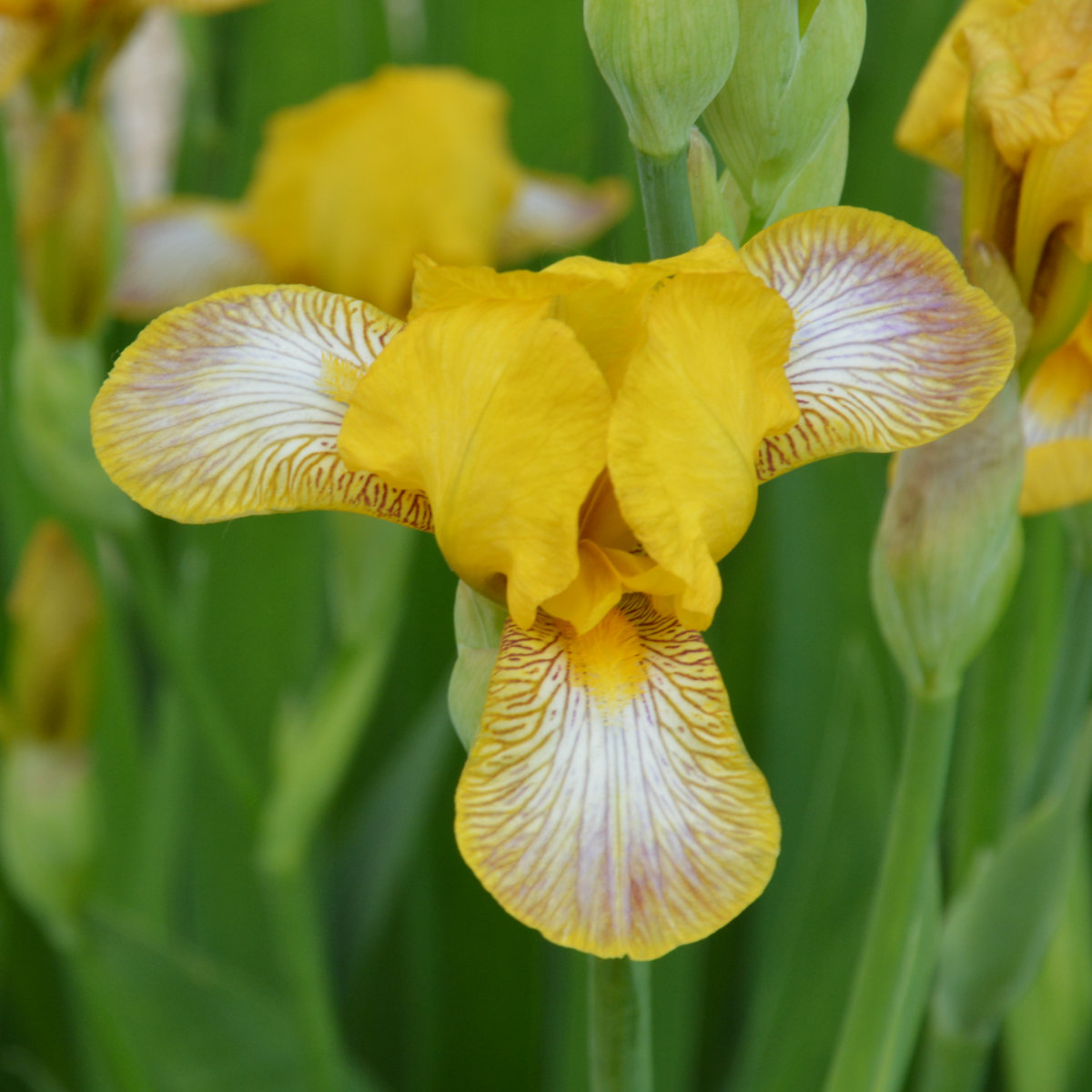 Iris Miniature Tall Bearded-H. 'Headcorn'<span>Bartiris</span>