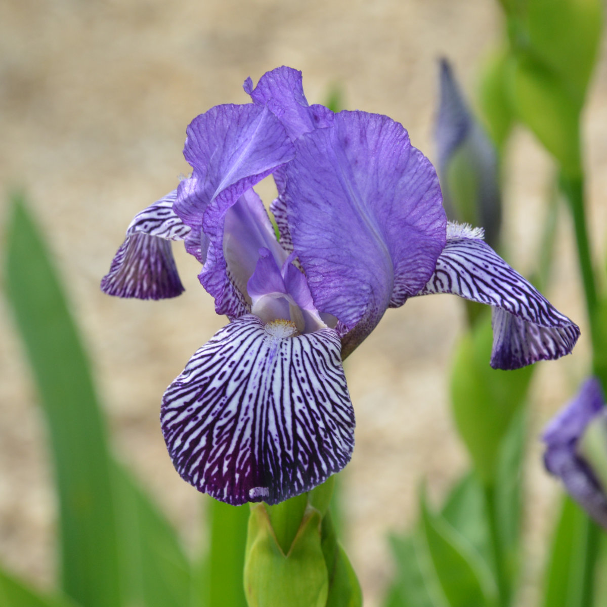 Iris Miniature Tall Bearded-H. 'Kuckuck'<span>Bartiris</span>