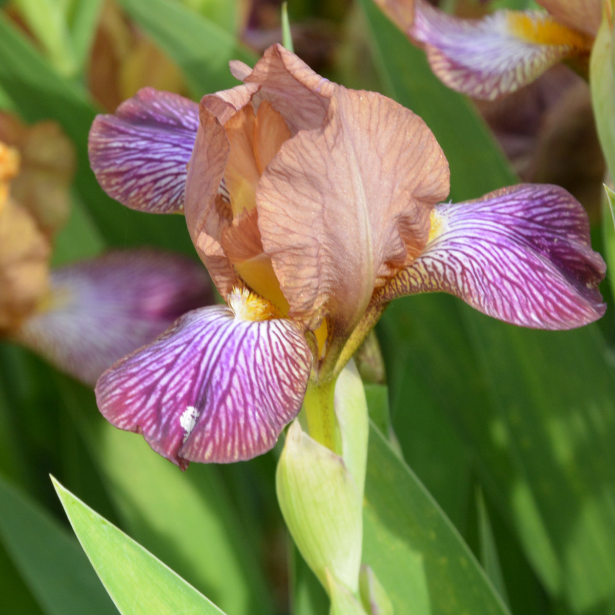 Iris Miniature Tall Bearded-H. 'Medway Valley'<span>Bartiris</span>