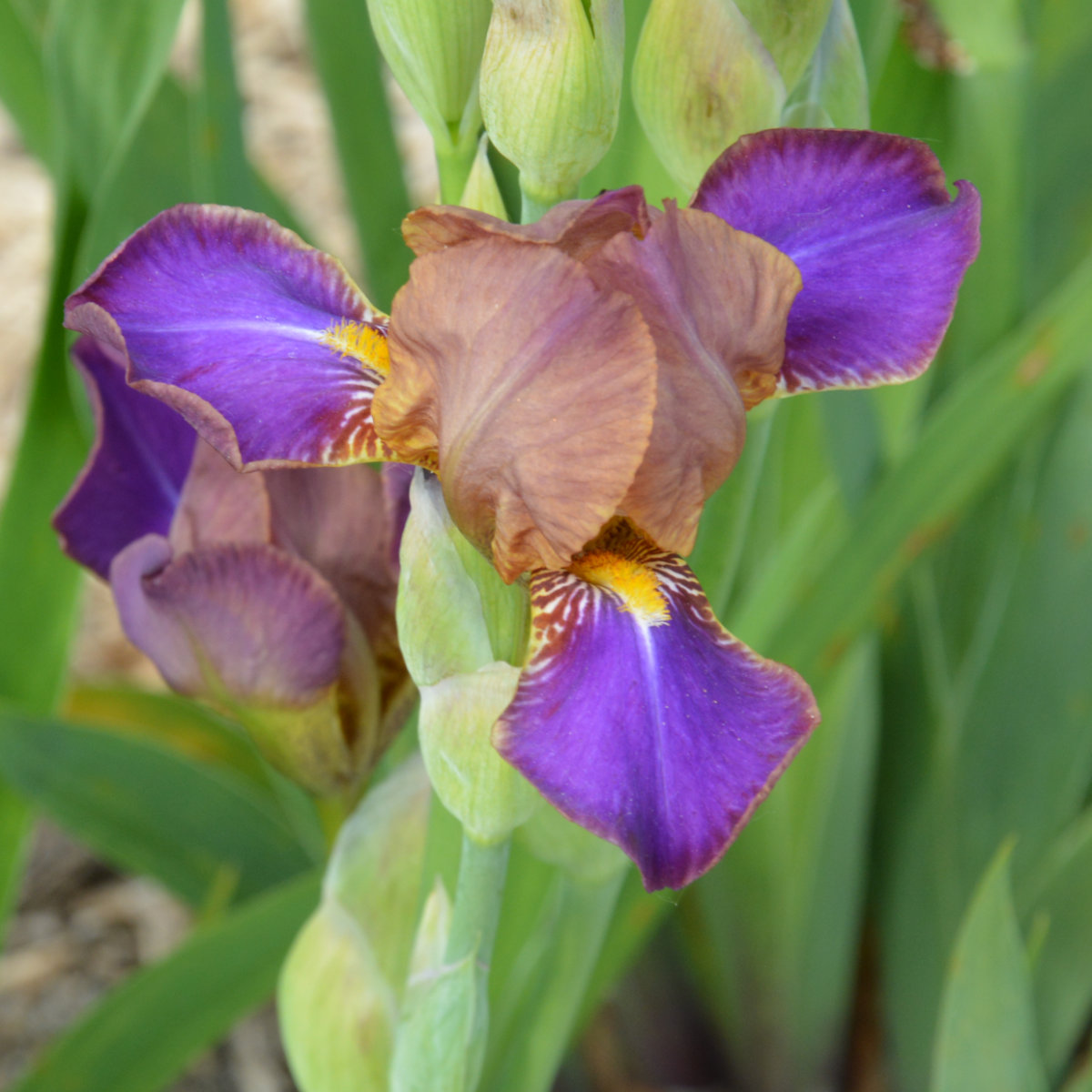 Iris Miniature Tall Bearded-H. 'Peebee & Jay'<span>Bartiris</span>