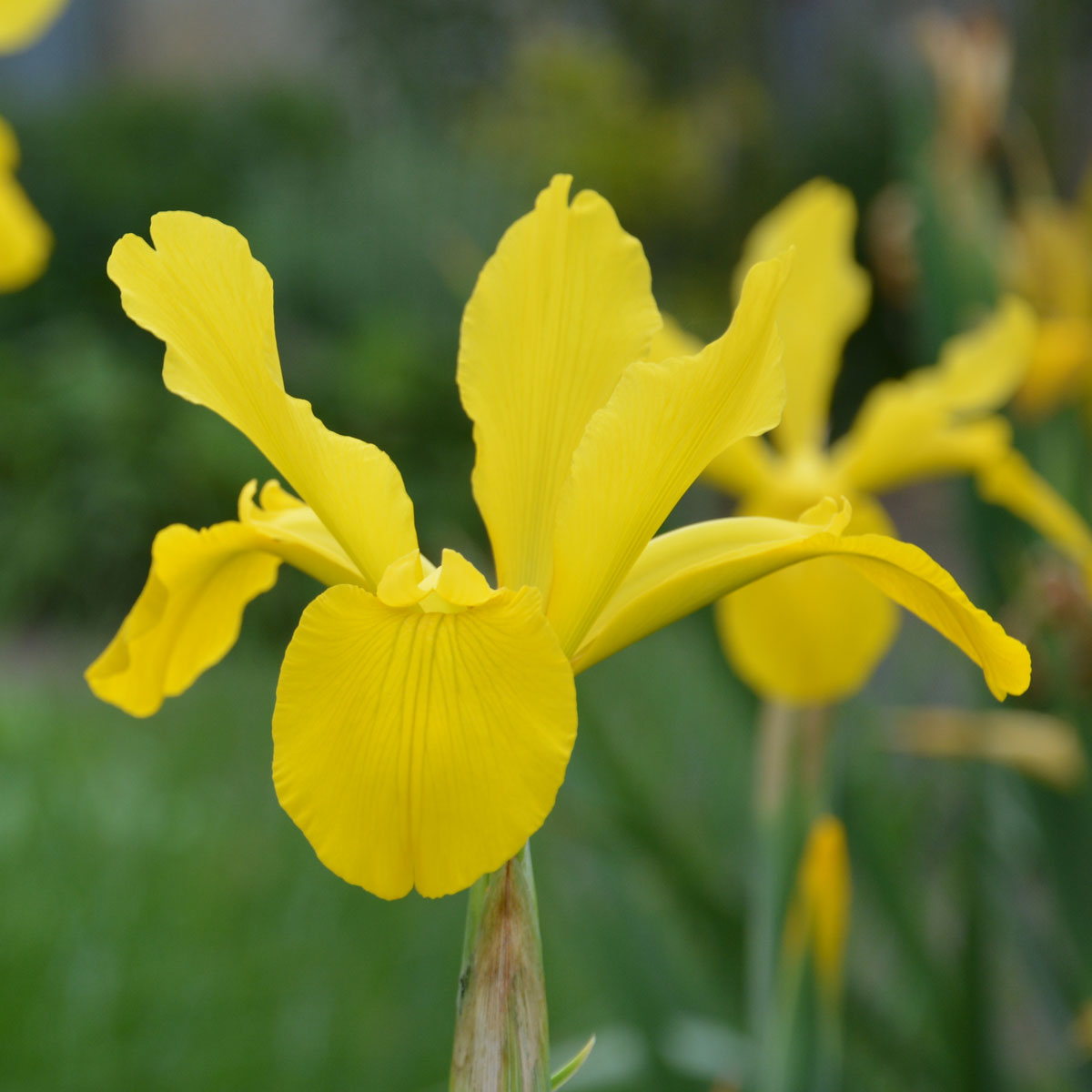 Iris crocea<span>Kaschmir-Iris</span>