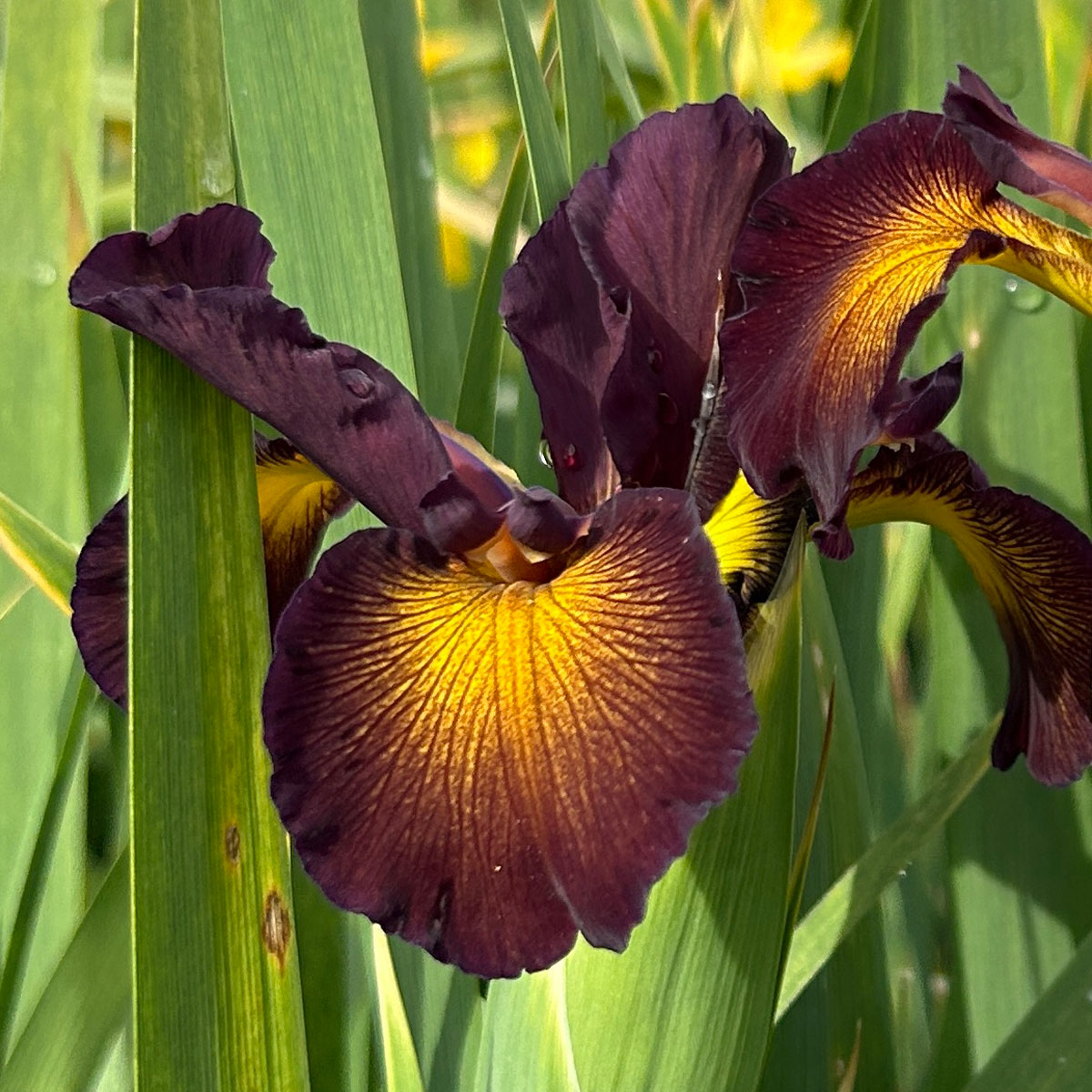Iris spuria 'Border Town'<span>Steppeniris</span>