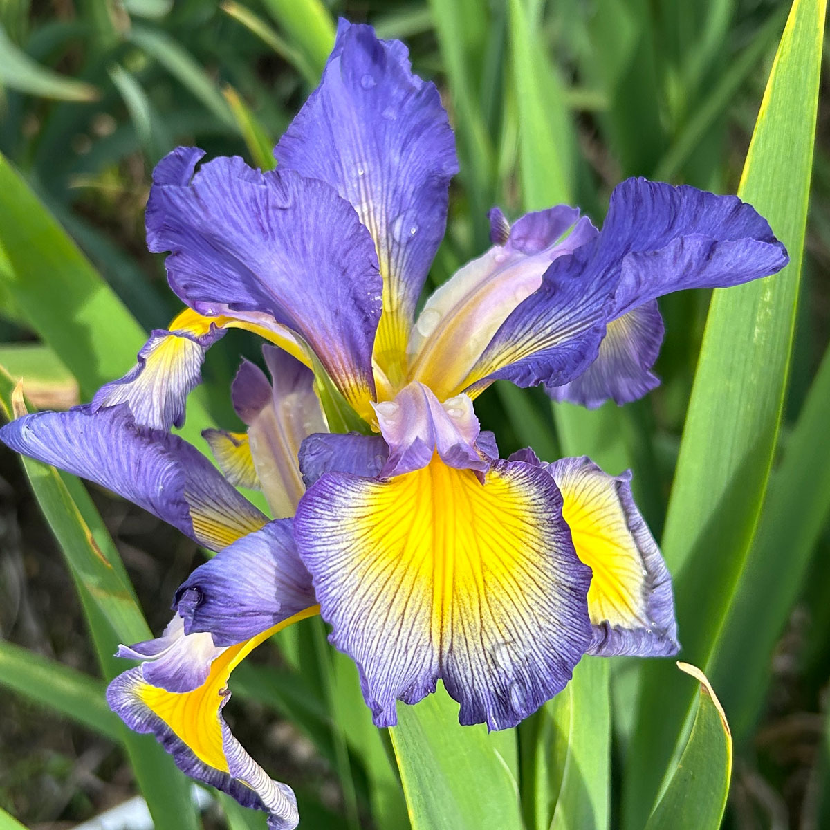 Iris spuria 'Castor River'<span>Steppeniris</span>