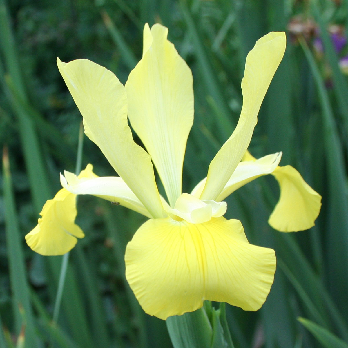 Iris spuria 'Fluted Buttercup'<span>Steppeniris</span>