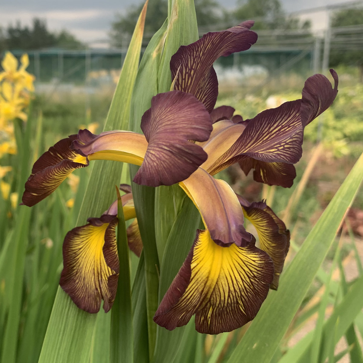 Iris spuria 'Gay Kathy'<span>Steppeniris</span>