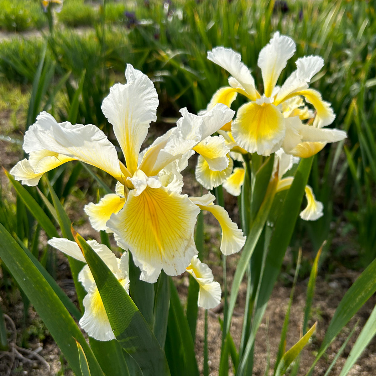 Iris spuria 'Ila Crawford'<span>Steppeniris</span>