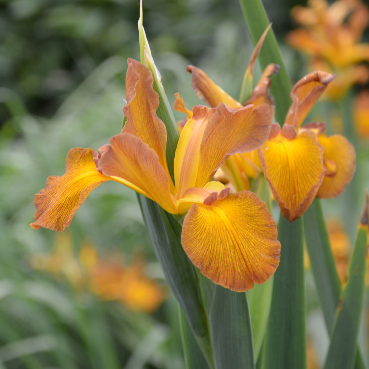 Iris spuria 'Imperial Bronze'<span>Steppeniris</span>