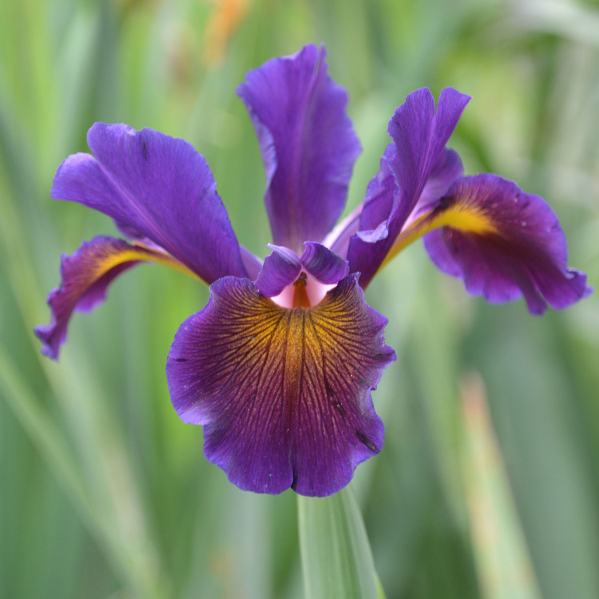 Iris spuria 'Lucky Devil'<span>Steppeniris</span>