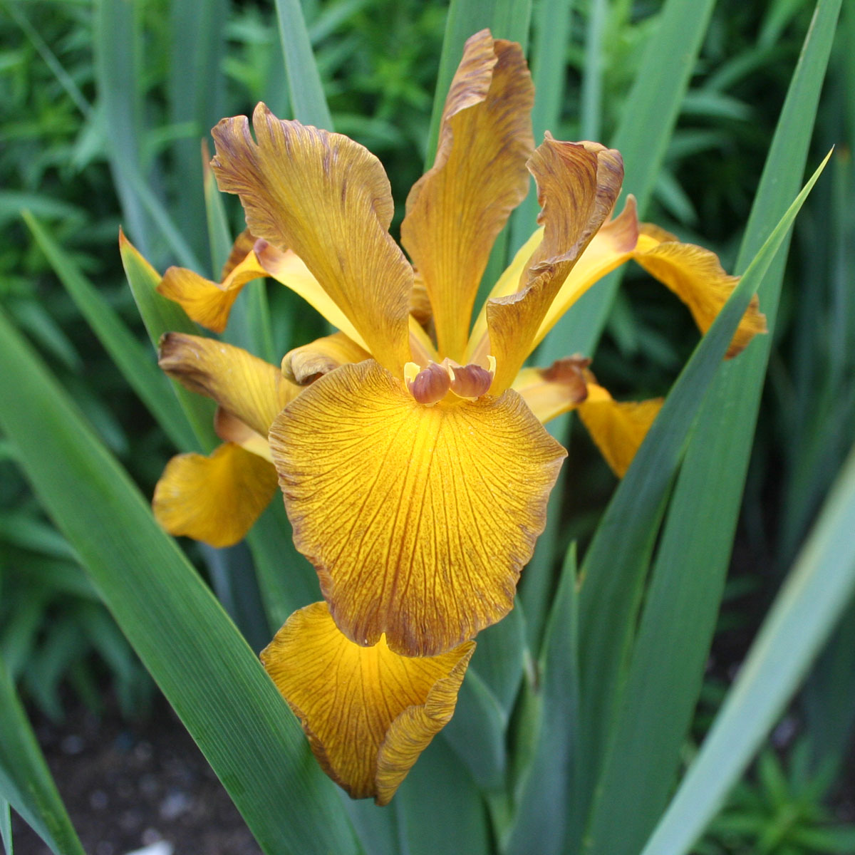 Iris spuria 'Penny Bunker'<span>Steppeniris</span>