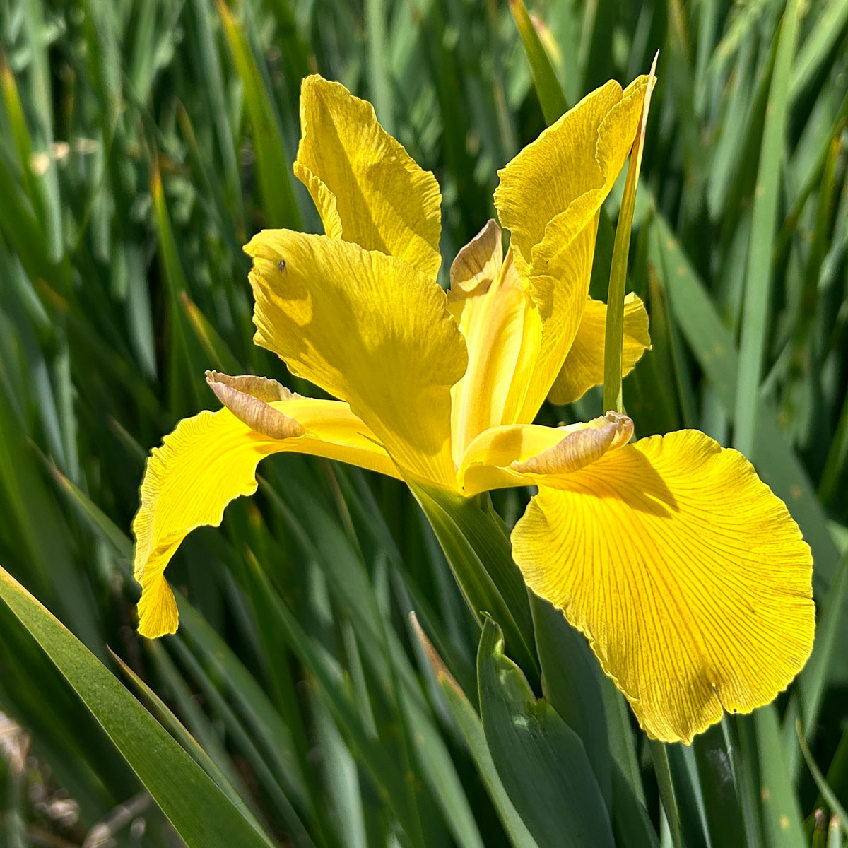 Iris spuria 'Wren's Nest'<span>Steppeniris</span>